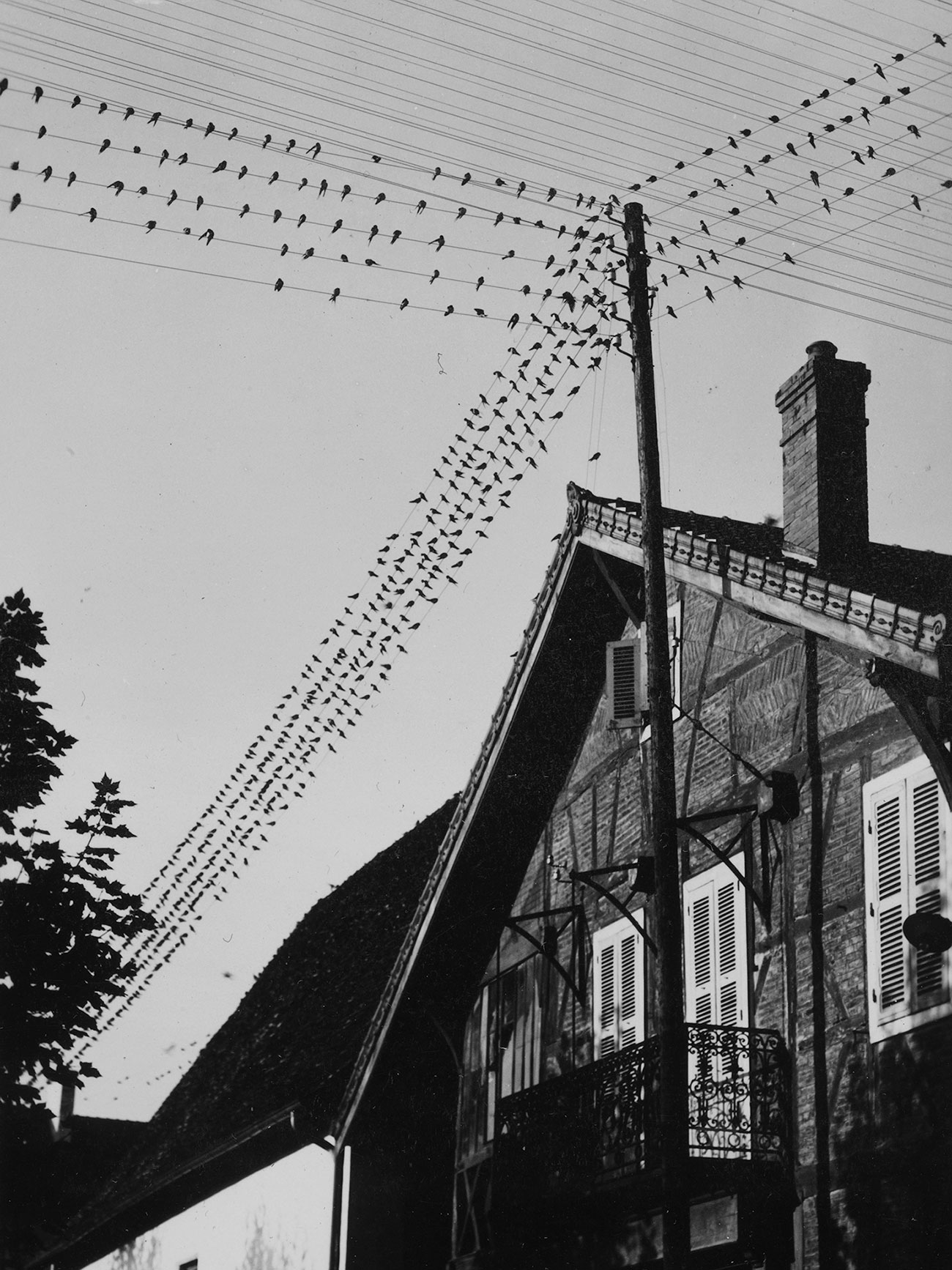 Anonyme Départ des hirondelles, second quart du XXe siècle Saône-et-Loire, France Tirage monochrome  Mucem, Marseille © Mucem