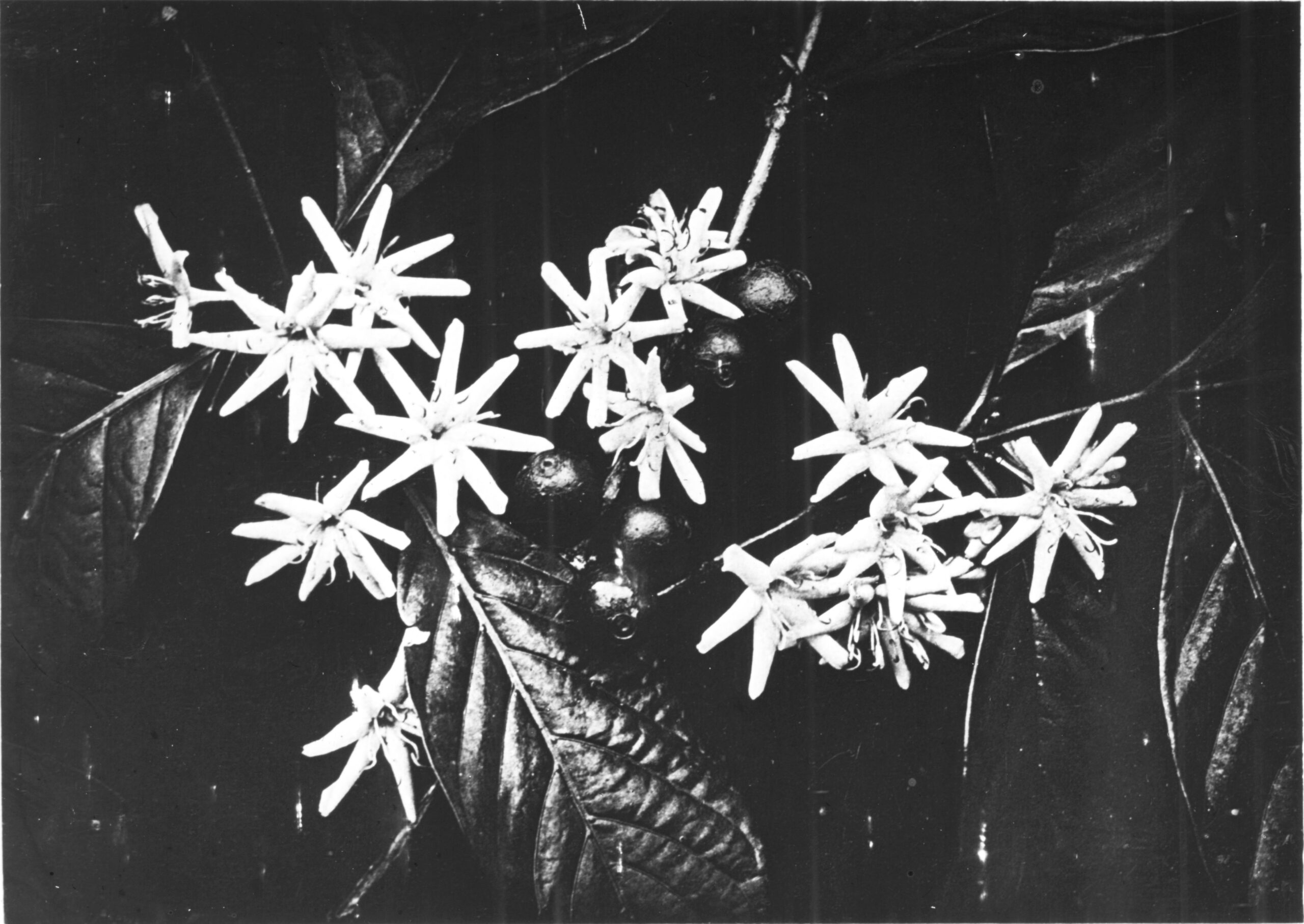 Rameau florifere MNHN © RMN Grand Palais photo bibliotheque MNHN