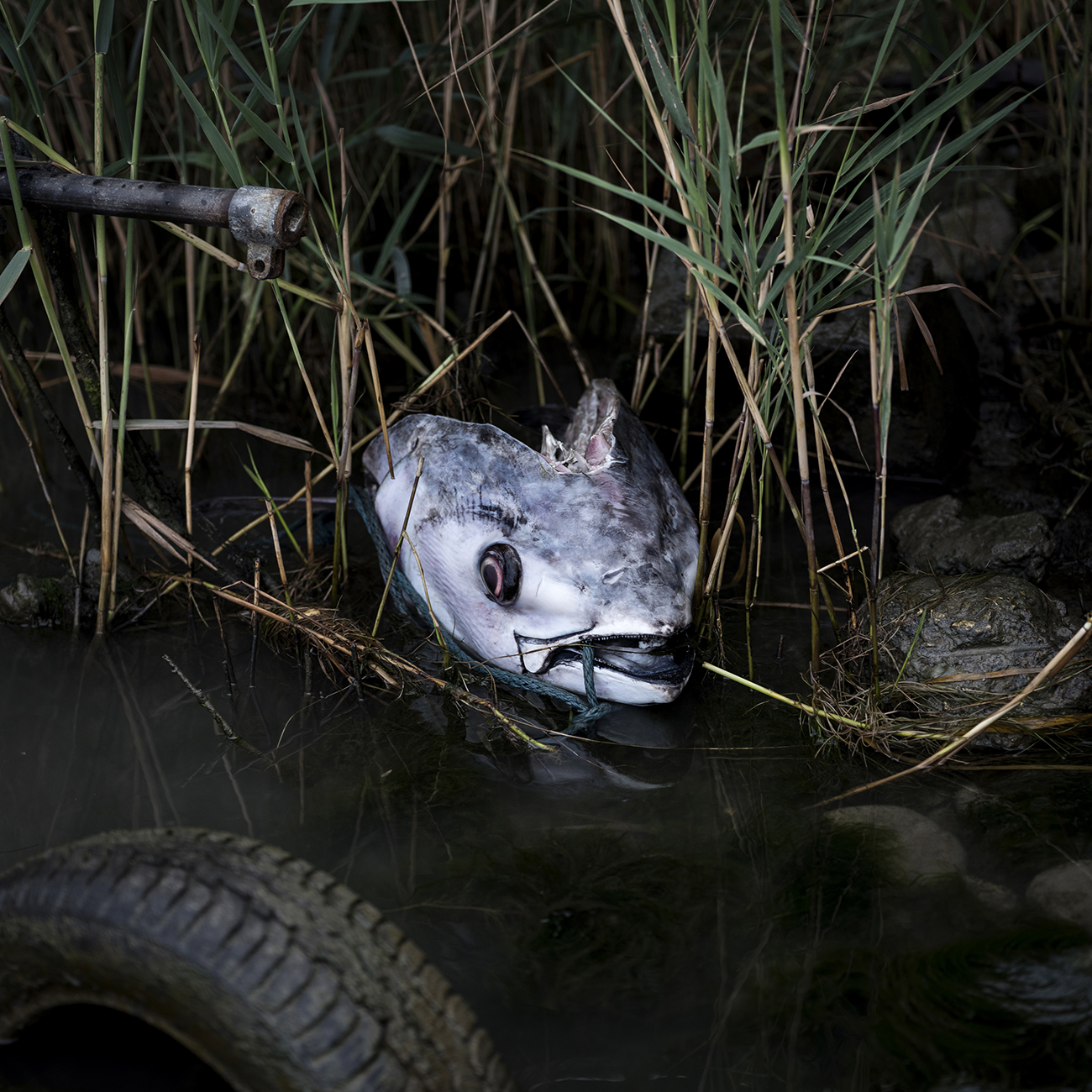 © Yohanne Lamoulère, Tendance Floue