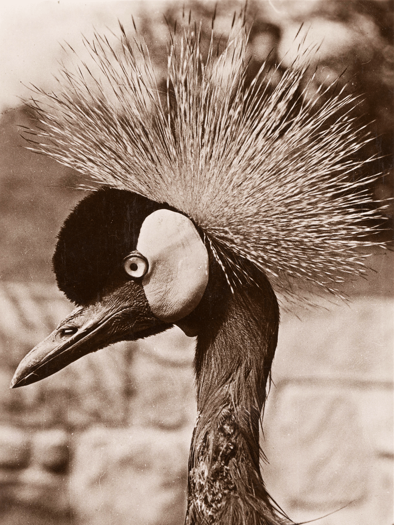 Z-Grue couronnée, carte postale, France, 1954 © Mucem