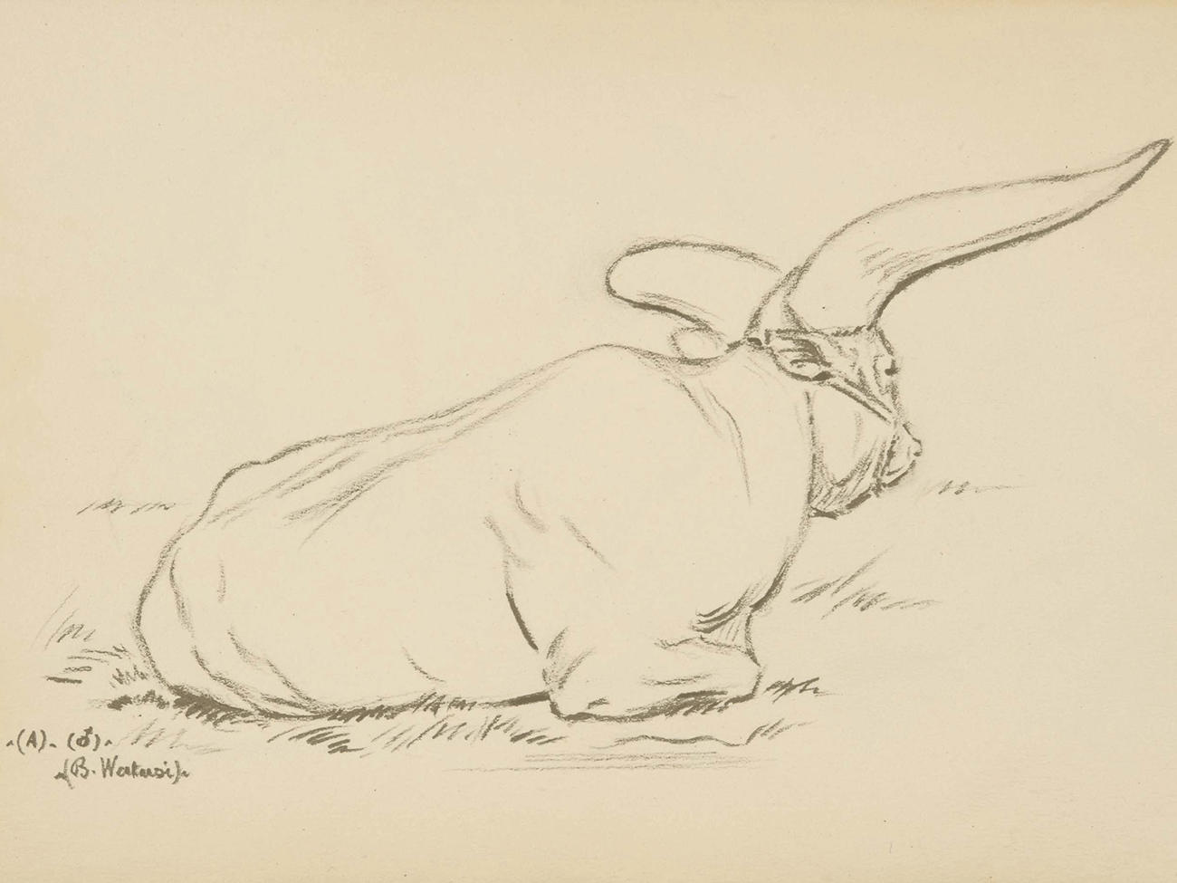 W-Gustave Soury, croquis de watusi male, Paris, 1954 © Mucem