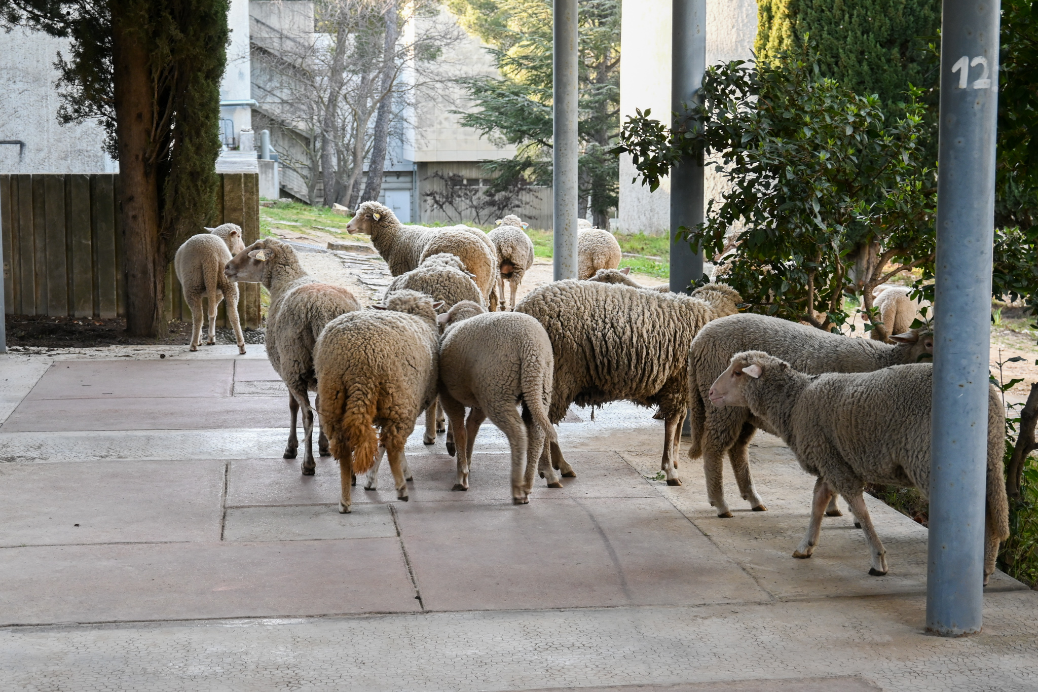 éco-pâturage aux Beaux-Arts de Marseille, 2024 © Nadia Slimani
