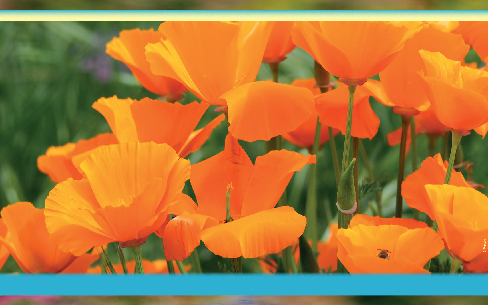 La fête des plantes 2026