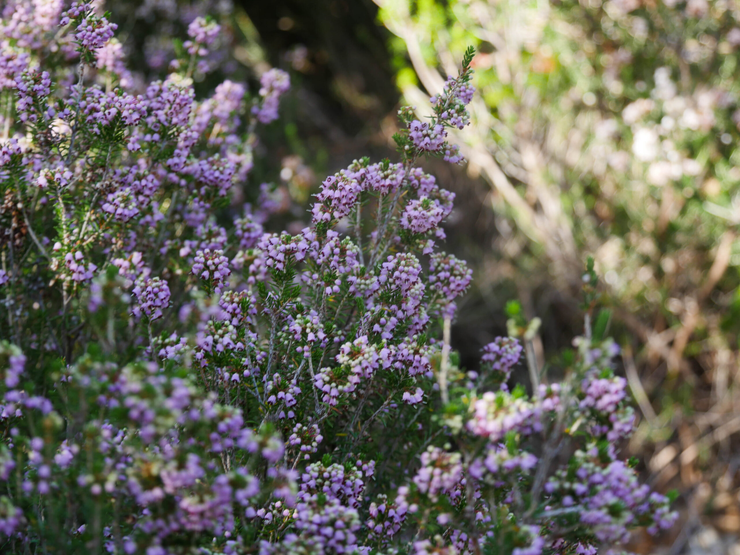 Jardin des migrations - Mucem - 2022 © Clémence Piot - Mucem
