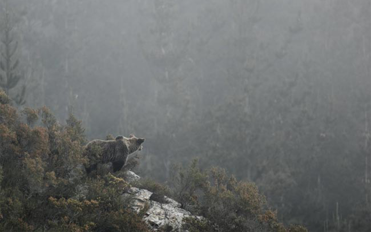 Ours, simplement sauvage (2019) © Laurent Joffrion / France.tv.studio