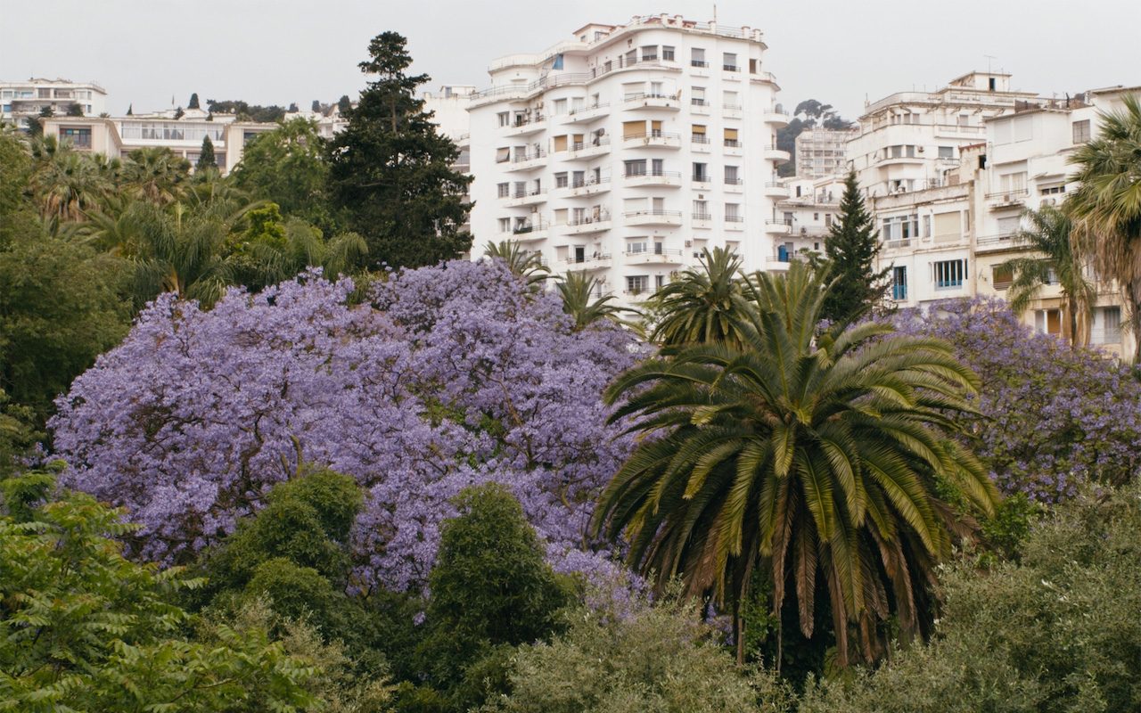 Alea Jacarandas 2 © Alea Jacarandas, Hassen Ferhani